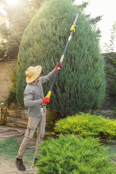 Trusted Bronte, TX Tree Services Experts