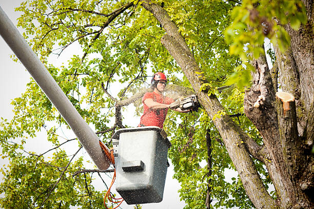 Professional Tree Services in Bronte, TX